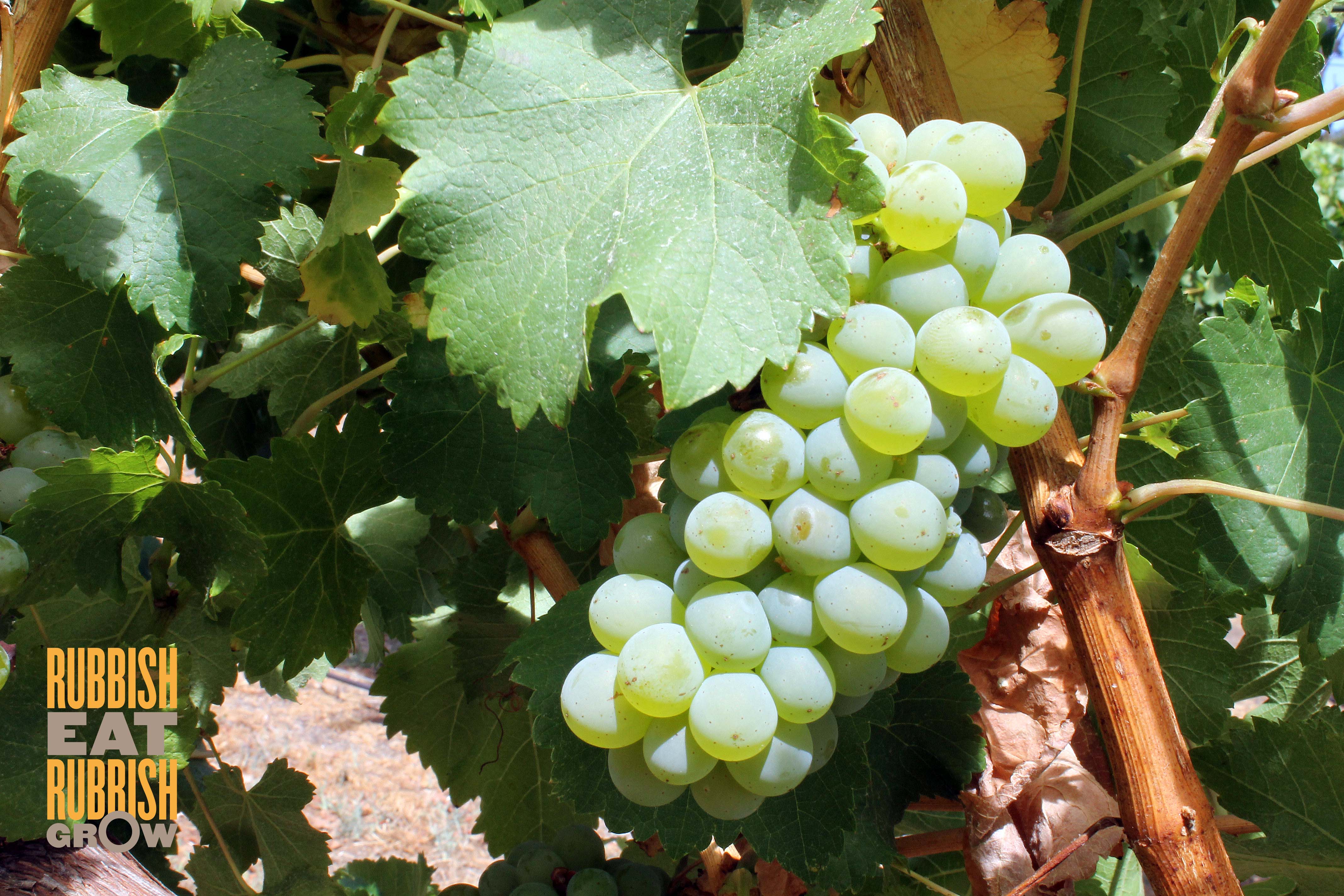 Perth Itinerary Day 4: Margaret River & Cohunu Koala Park