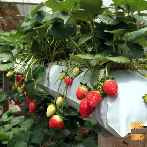 2D1N Cameron Highlands Itinerary: Best Farms Along the Main Road