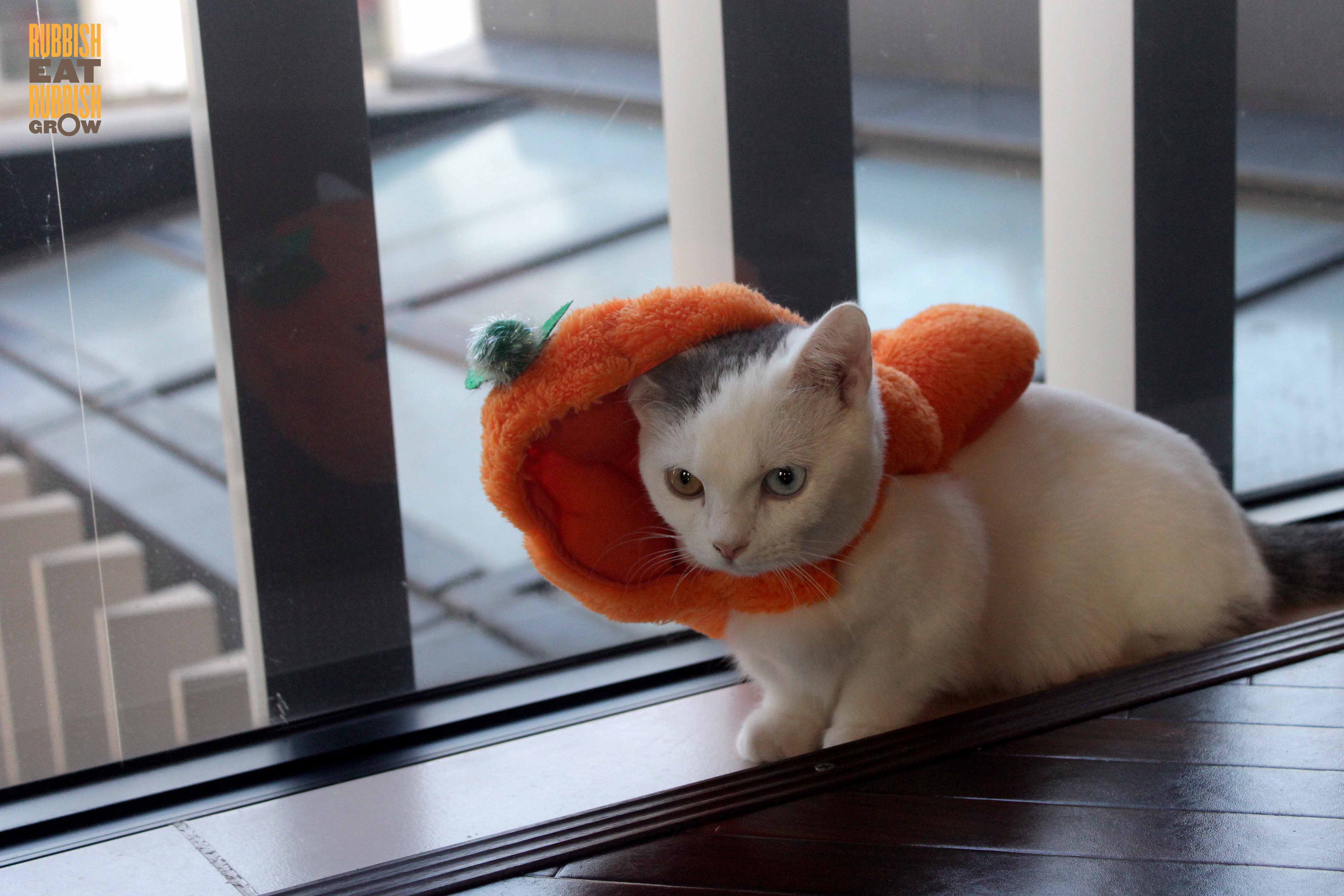 Cat Cafe MoCHA, Shibuya Tokyo: One of the Highlights of My Trip